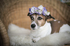 lying Jack Russell Terrier