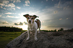 standing Jack Russell Terrier