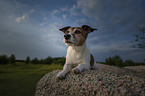 lying Jack Russell Terrier