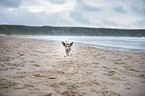 running Jack Russell Terrier