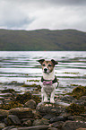 sitting Jack Russell Terrier