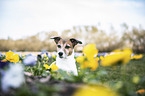 Jack Russell Terrier portrait