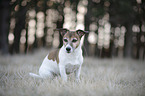 sitting Jack Russell Terrier