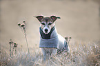 sitting Jack Russell Terrier