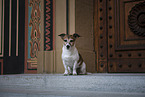 sitting Jack Russell Terrier