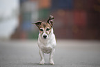 standing Jack Russell Terrier