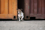 walking Jack Russell Terrier