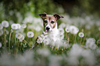 Jack Russell Terrier portrait