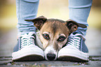 human with Jack Russell Terrier