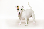standing Jack Russell Terrier