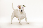 standing Jack Russell Terrier