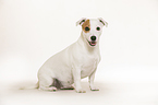sitting Jack Russell Terrier
