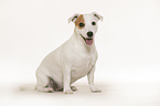sitting Jack Russell Terrier