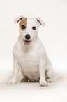 sitting Jack Russell Terrier