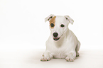 lying Jack Russell Terrier