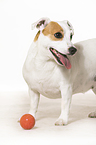 standing Jack Russell Terrier