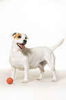 standing Jack Russell Terrier