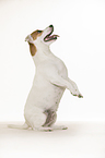 begging Jack Russell Terrier
