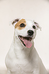 Jack Russell Terrier Portrait