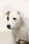 Jack Russell Terrier Portrait