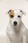 Jack Russell Terrier Portrait