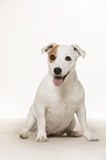 sitting Jack Russell Terrier