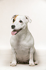 sitting Jack Russell Terrier