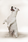 begging Jack Russell Terrier