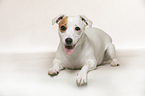 lying Jack Russell Terrier