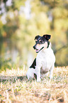 sitting Jack Russell Terrier