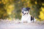 lying Jack Russell Terrier