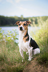 sitting Jack Russell Terrier