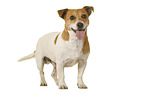 Jack Russell Terrier in front of white background