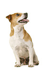 Jack Russell Terrier in front of white background