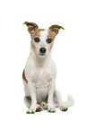 Jack Russell Terrier in front of white background