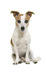 Jack Russell Terrier in front of white background