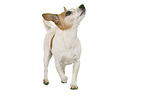 Jack Russell Terrier in front of white background