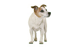 Jack Russell Terrier in front of white background