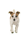 Jack Russell Terrier in front of white background