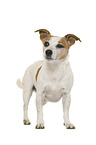 Jack Russell Terrier in front of white background