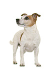 Jack Russell Terrier in front of white background