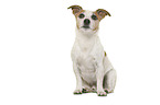 Jack Russell Terrier in front of white background