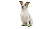 Jack Russell Terrier in front of white background