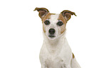 Jack Russell Terrier in front of white background