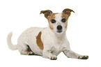 Jack Russell Terrier in front of white background
