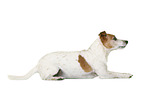 Jack Russell Terrier in front of white background