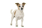 Jack Russell Terrier in front of white background