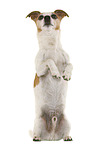 Jack Russell Terrier in front of white background