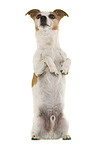 Jack Russell Terrier in front of white background