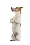 Jack Russell Terrier in front of white background